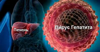 C 11 по 17 марта в России проходит неделя здоровья по борьбе с заражением и распространением хронического вирусного гепатита С