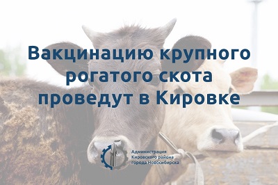 Жителям Кировского района помогут провести вакцинацию рогатого скота