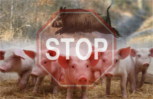 Африканская чума свиней: памятка владельцам