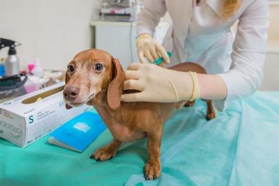 5 апреля можно сделать прививку вашим домашним животным