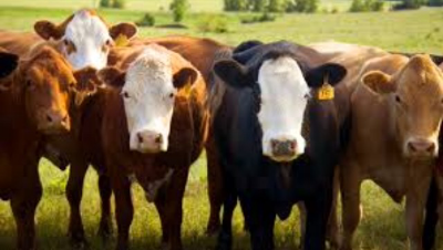 Минсельхоз НСО напоминает правила перевозки скота