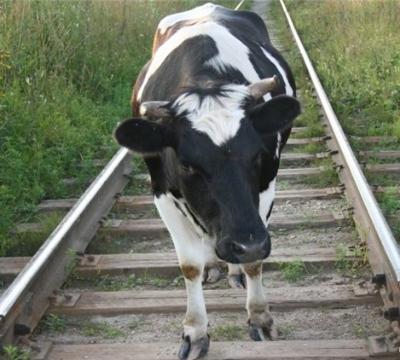 Правила выпаса скота вблизи железной дороги