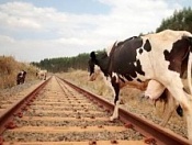 Лица, производящие прогон скота через ж/д пути обязаны соблюдать правила