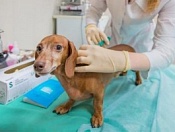 5 апреля можно сделать прививку вашим домашним животным