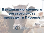 Жителям Кировского района помогут провести вакцинацию рогатого скота