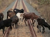 Информация для жителей Кировского района, содержащих сельскохозяйственных животных: «О запрете выпаса скота у железнодорожных путей»