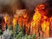 О мерах по предотвращению лесных и ландшафтных пожаров на территории Новосибирской области