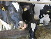 О мерах по предупреждению распространения заразного узелкового дерматита крупного рогатого скота