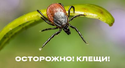 Весна пришла - пора прививаться от клеща!