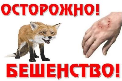 Карантин по бешенству на два месяца ввели в Кировском районе