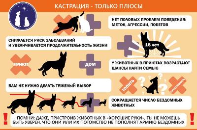 Почему необходимо стерилизовать домашнее животное?
